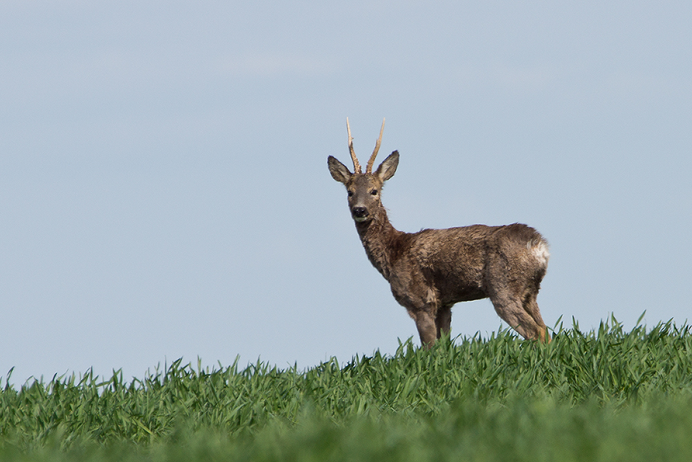 Bock am Horizont