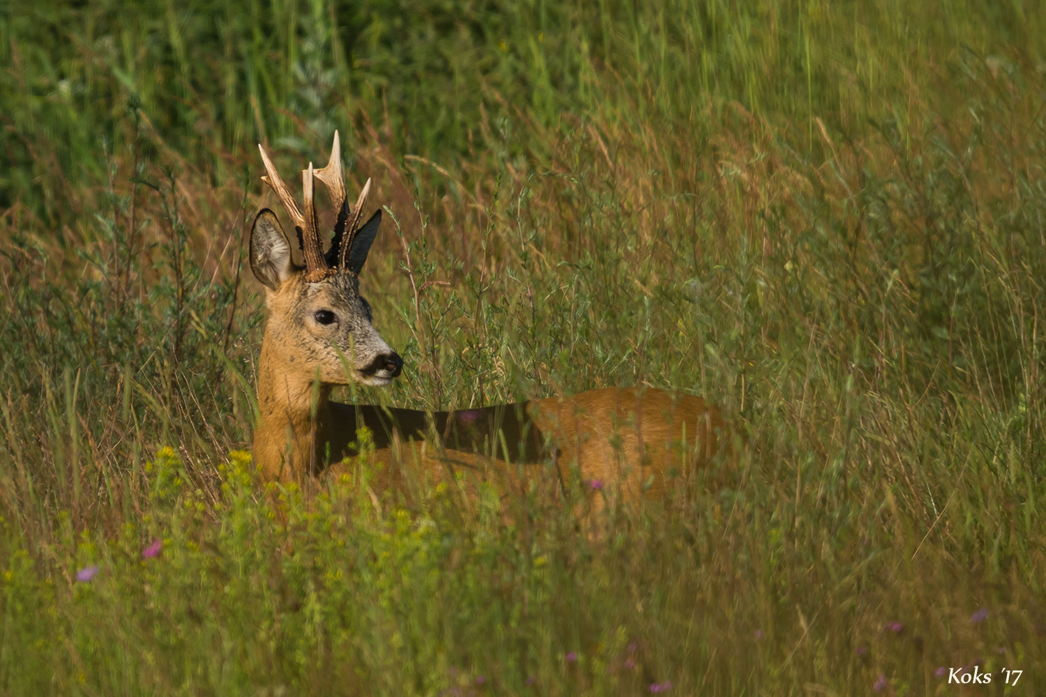 Bock am Morgen