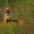 Bock am Morgen