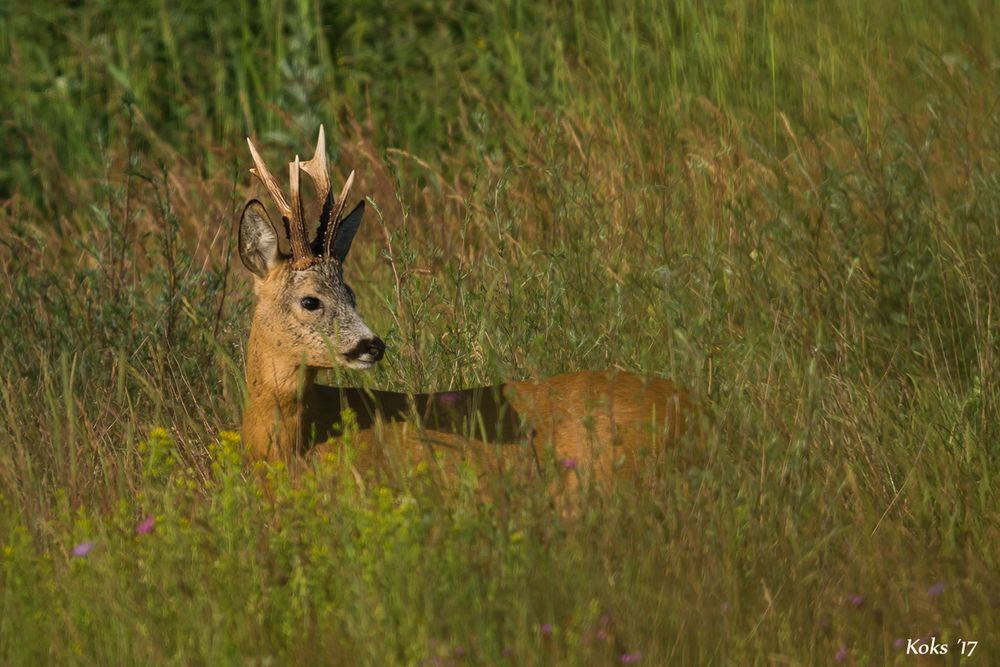 Bock am Morgen