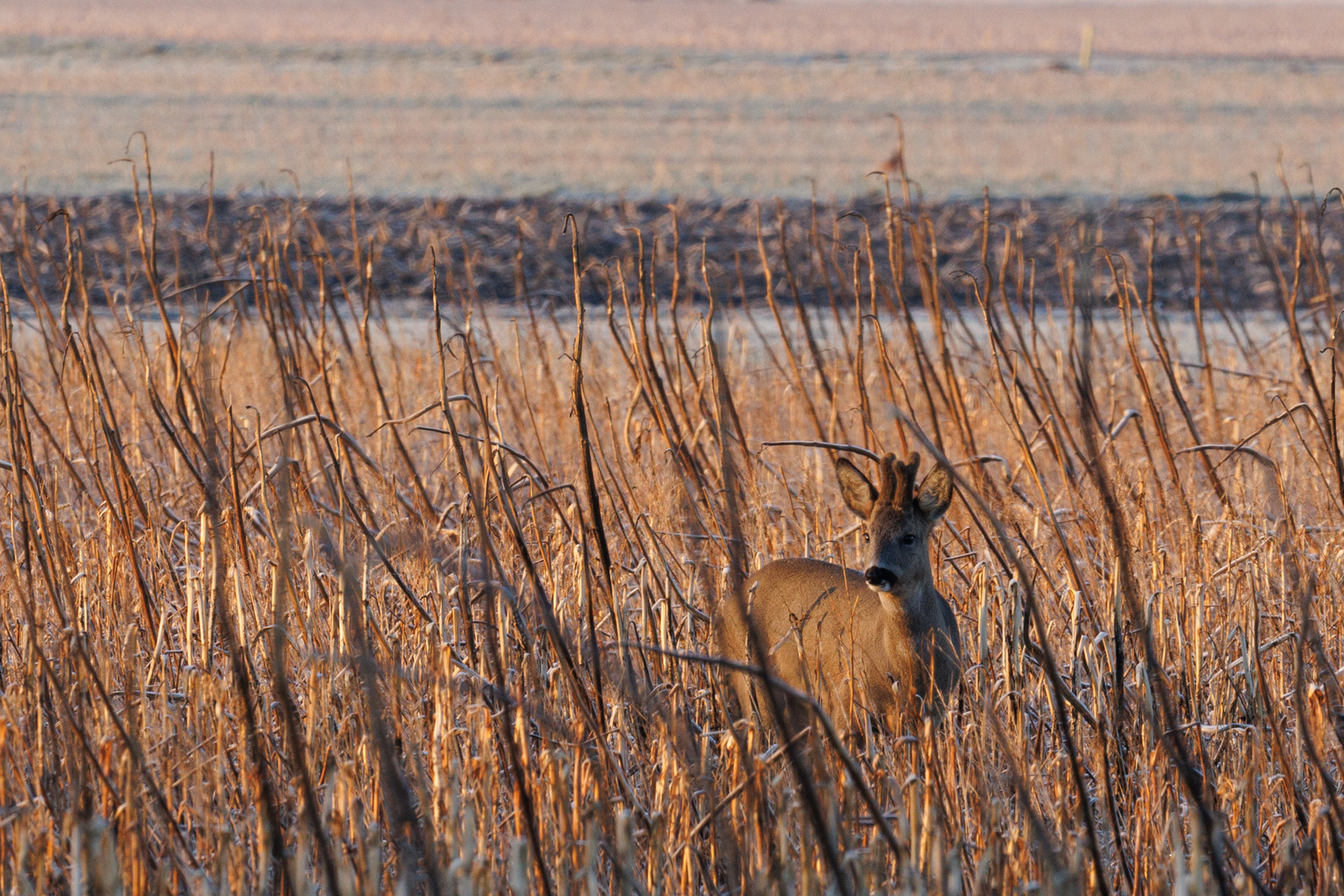 Bock am Morgen