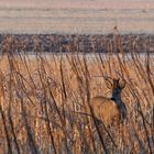 Bock am Morgen