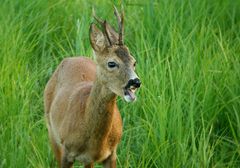 Bock an der Kirrung