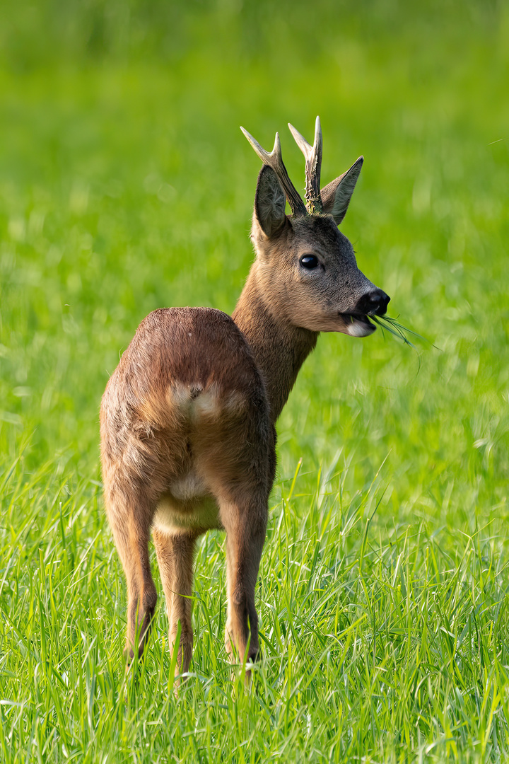 Bock auf Bock