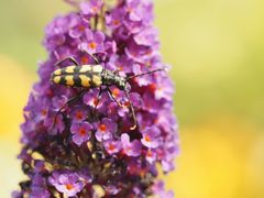 Bock auf Buddleja