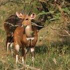 - Bock auf Busch -