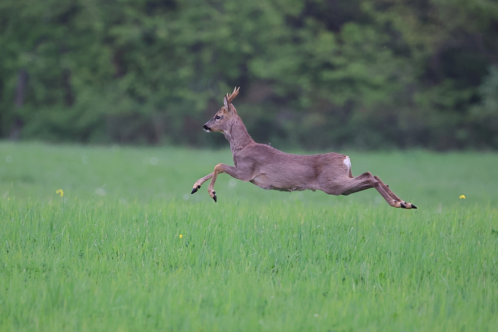 Bock auf der Flucht