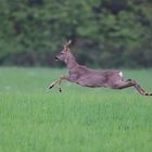 Bock auf der Flucht