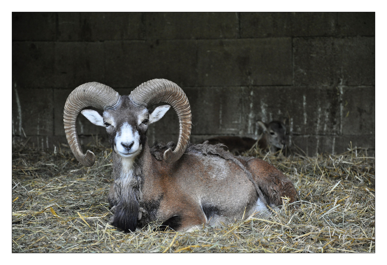 "Bock" auf eine Rast