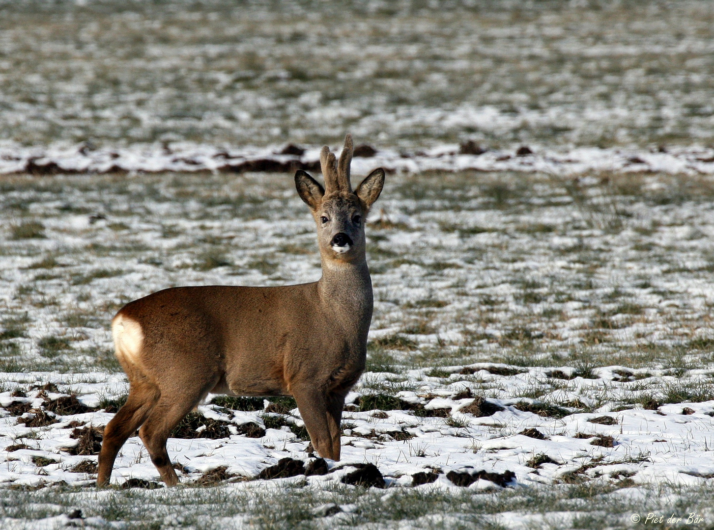 Bock auf Frühling