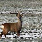 Bock auf Frühling