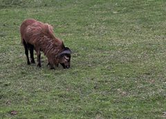 Bock auf Gras