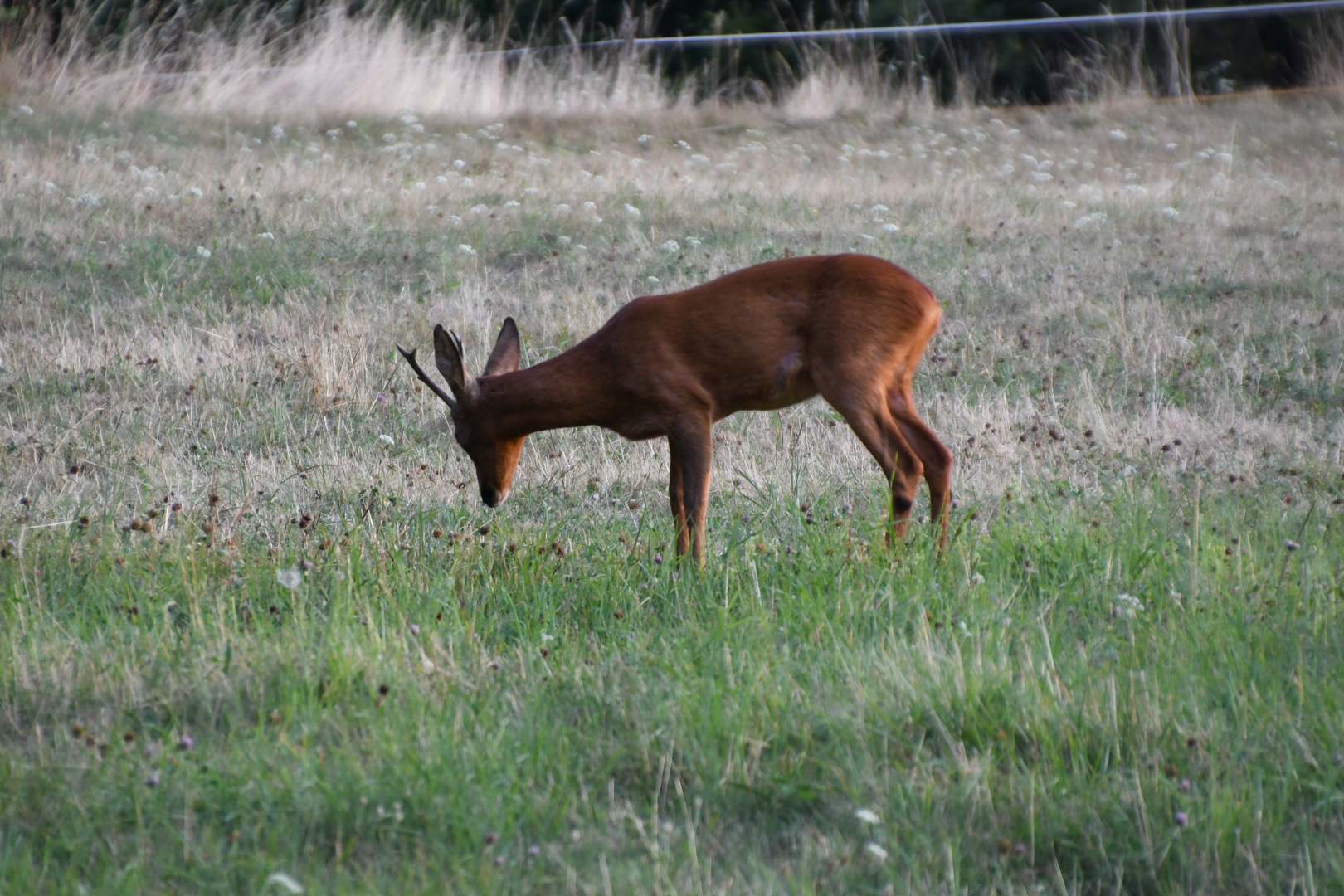 == Bock-auf-Gras ==