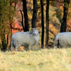 Bock auf Herbst