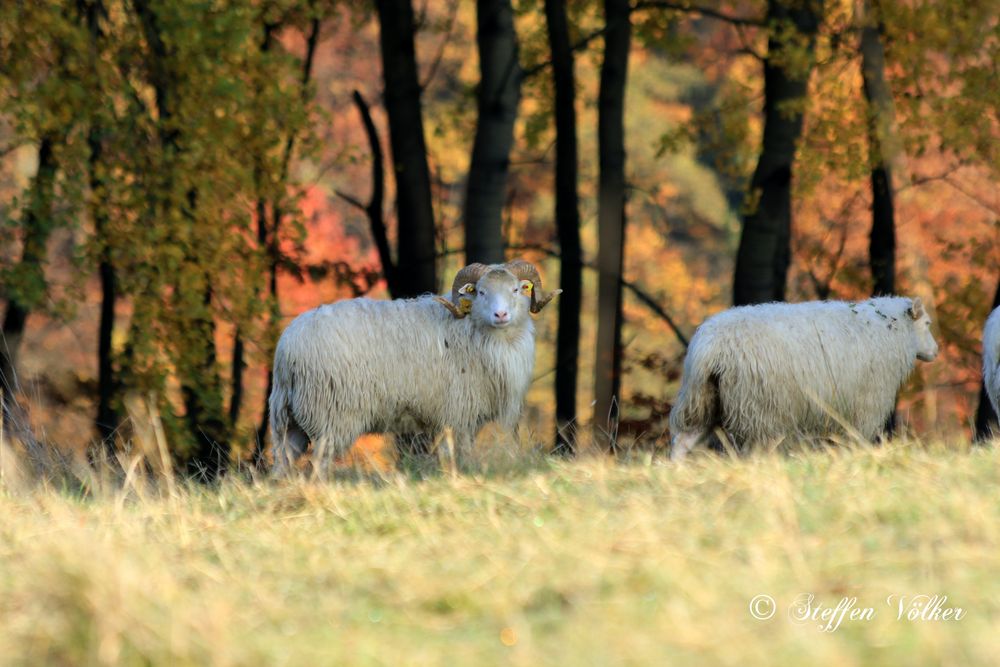 Bock auf Herbst