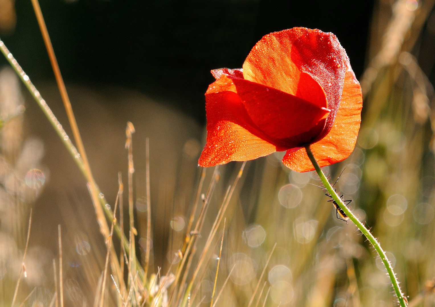 * Bock auf Mohn *  