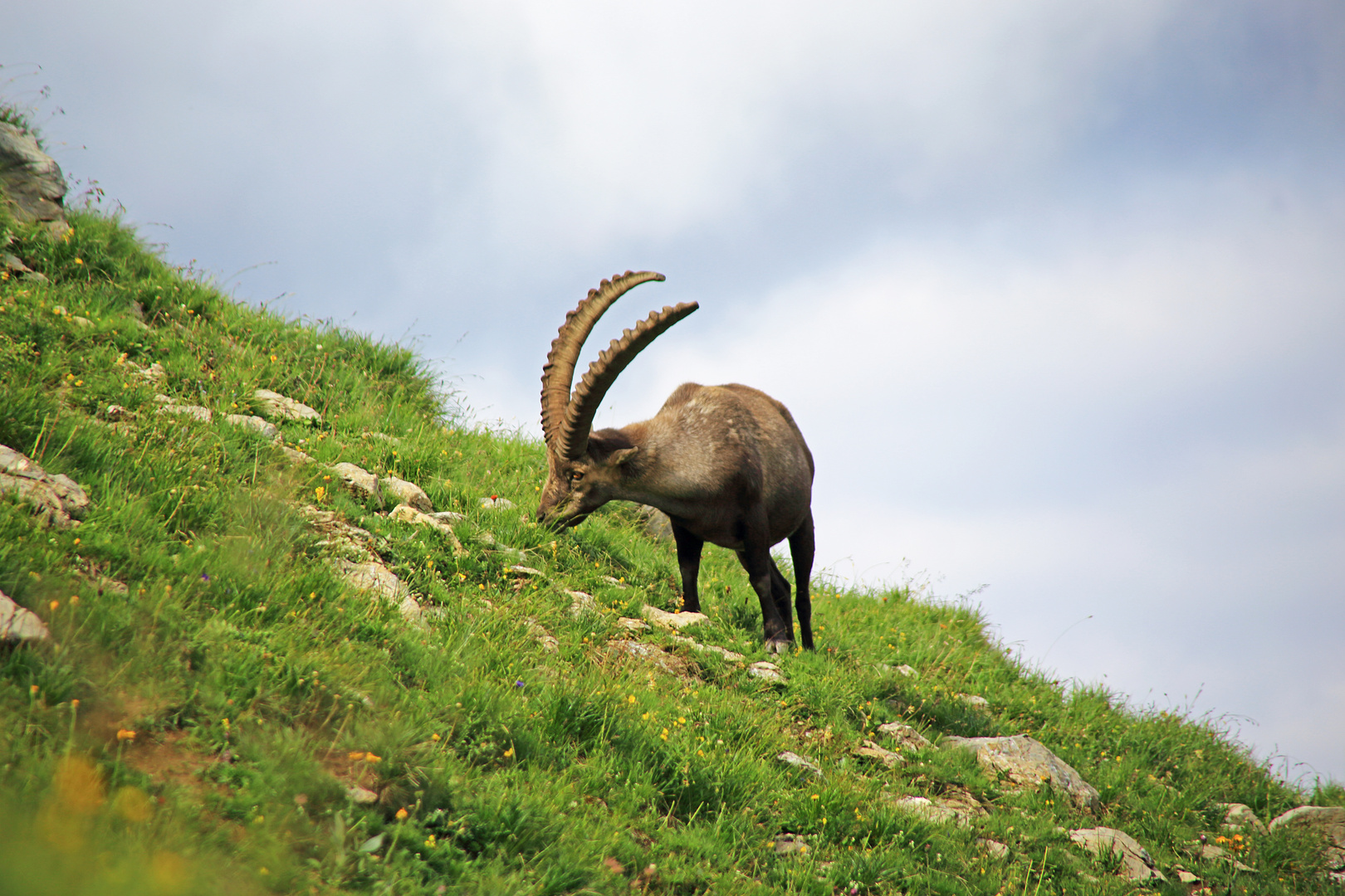 Bock auf Natur