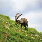 Bock auf Natur