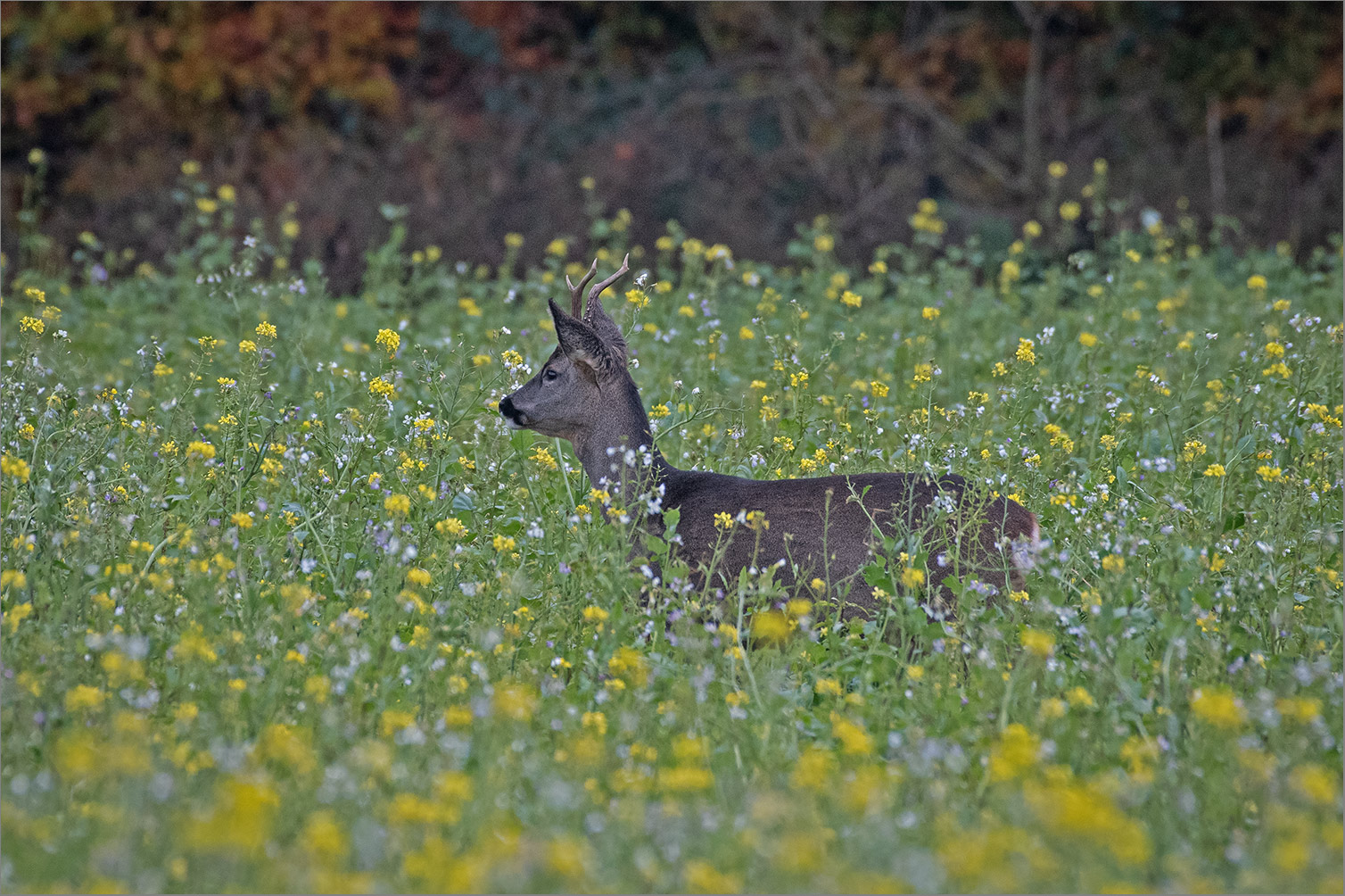 Bock auf Senf   . . .