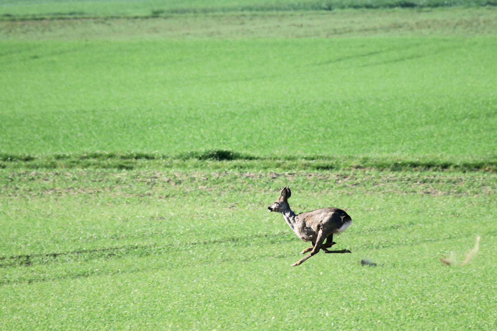 Bock auf Speed