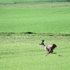 Bock auf Speed