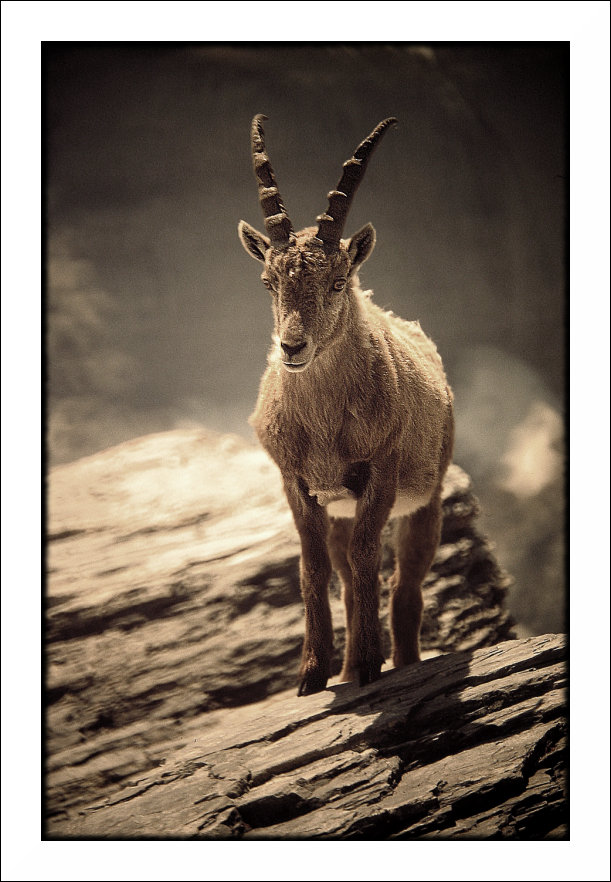 Bock auf Stein