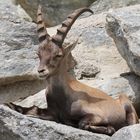 Bock auf Stein