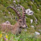 Bock auf Stein...