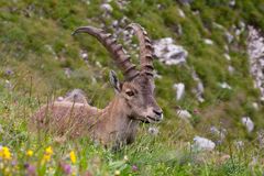 Bock auf Stein...