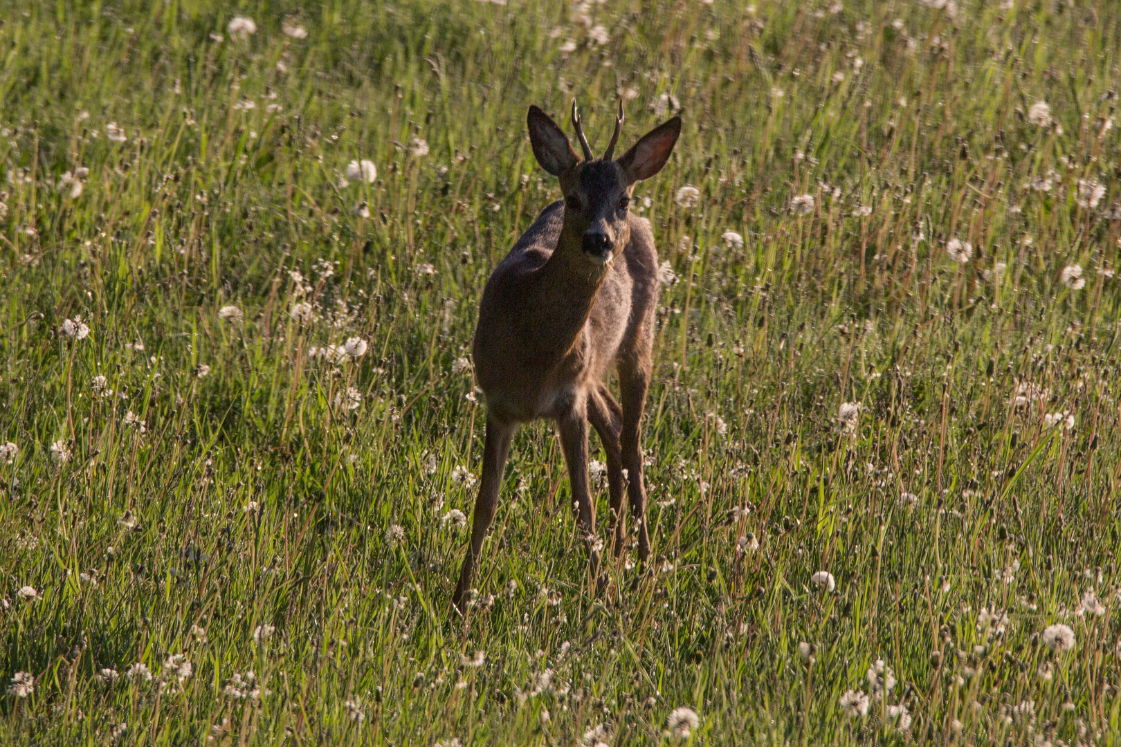 Bock