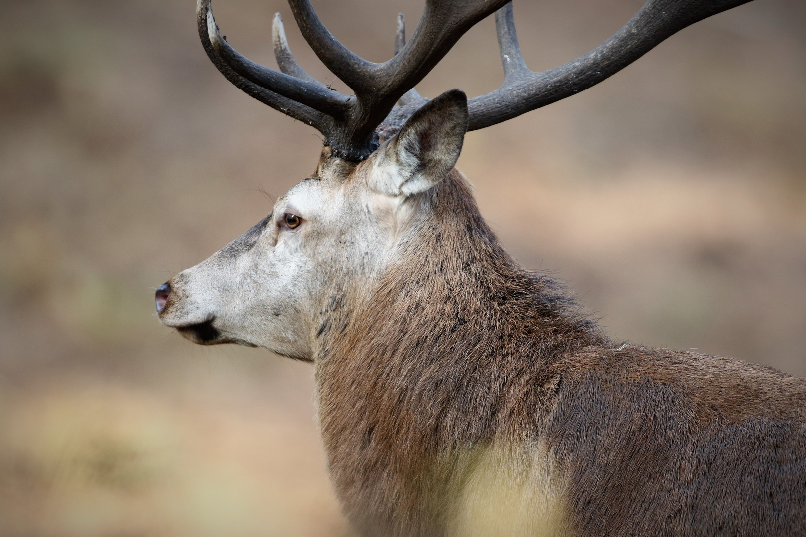 Bock Foto & Bild tiere, natur Bilder auf