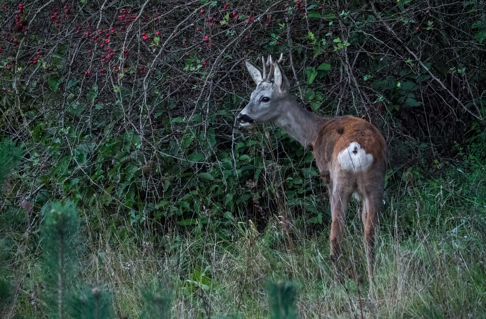 "Bock der Dämmerung" mit ISO 6400 und 1/60 sec.