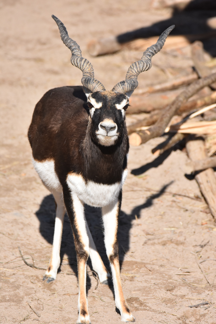 Bock der Hirschziegenantilope