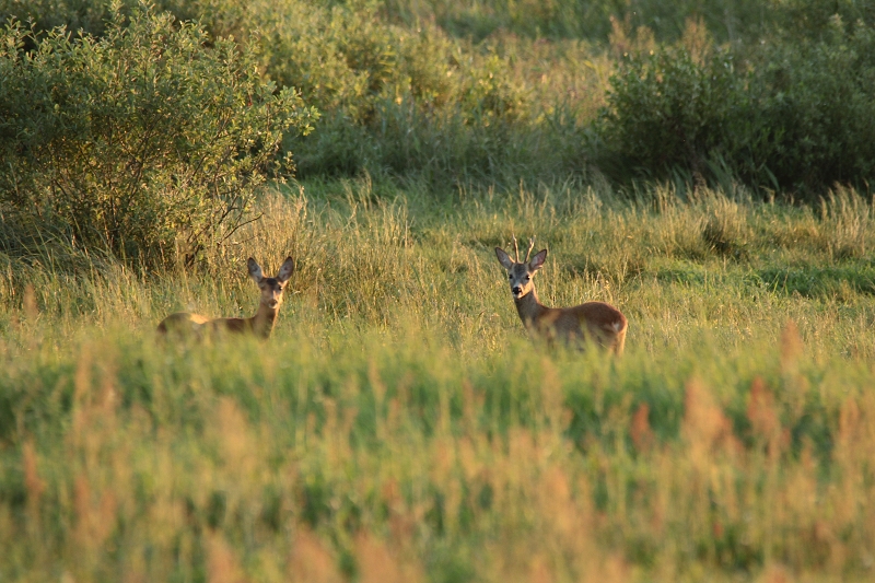 Bock ( Gabler ) und Ricke