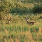 Bock ( Gabler ) und Ricke