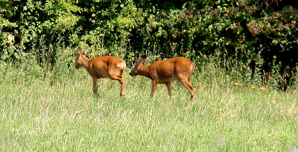 Bock & Geiß