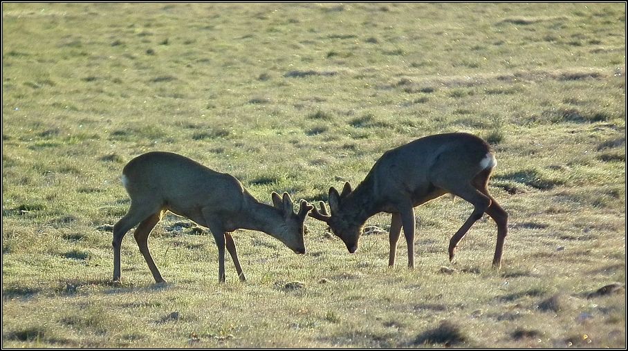 Bock-Geplänkel 1