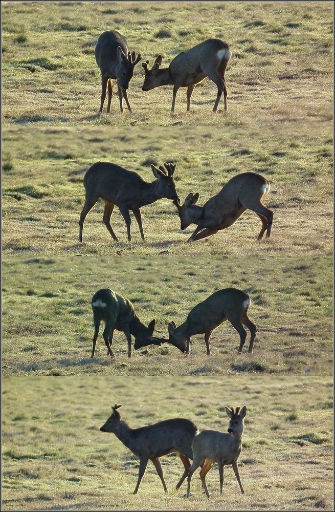 Bock-Geplänkel 2