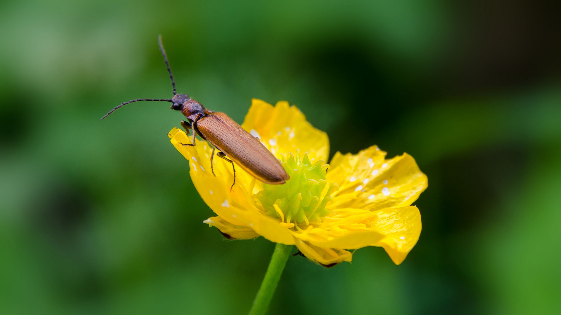 Bock hat Bock auf Blümchen