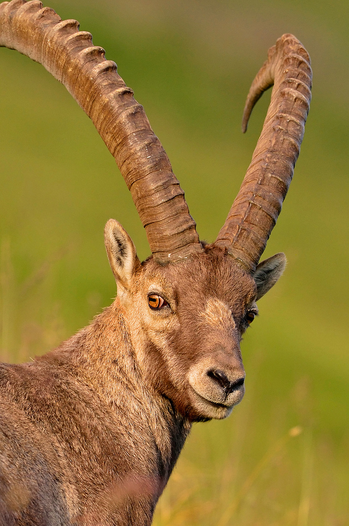 Bock im Abendlicht