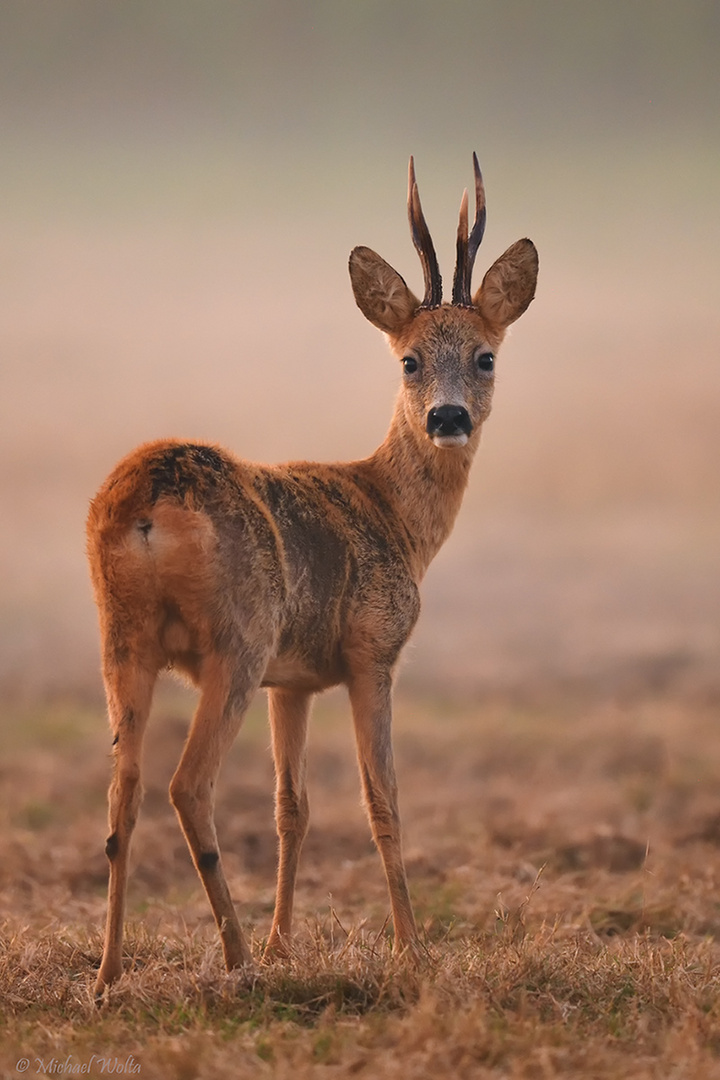 Bock im Abendnebel