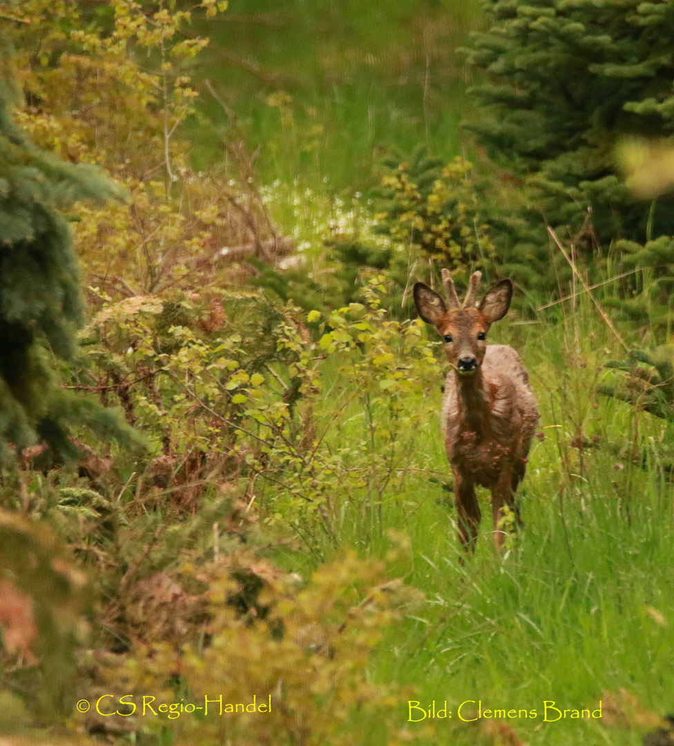 Bock im Anblick 