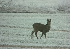 Bock im Bast