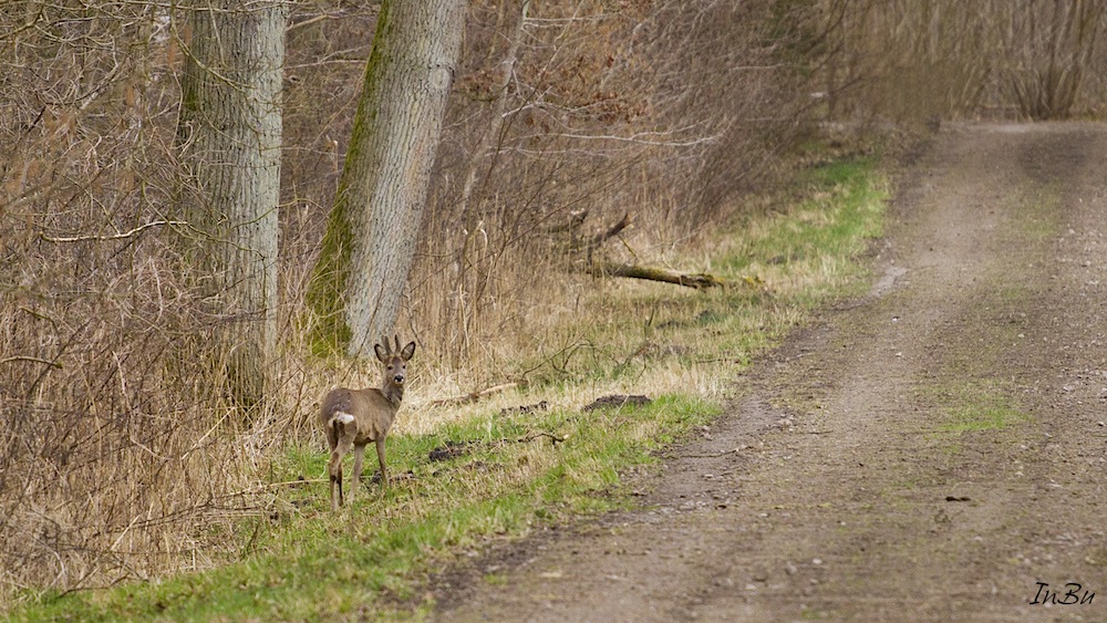 Bock im Bast