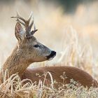 Bock im Dinkelfeld 