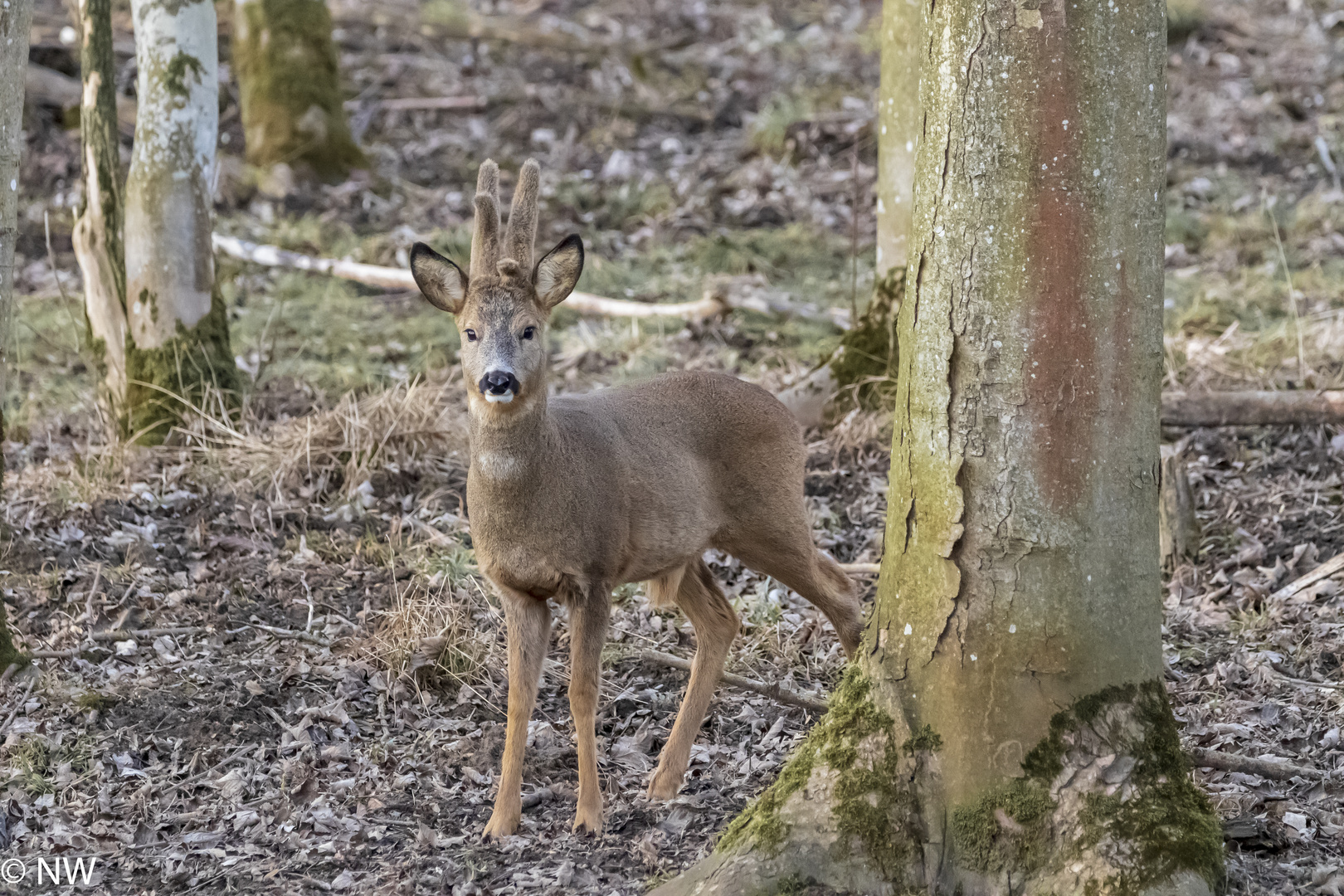 Bock im Februar