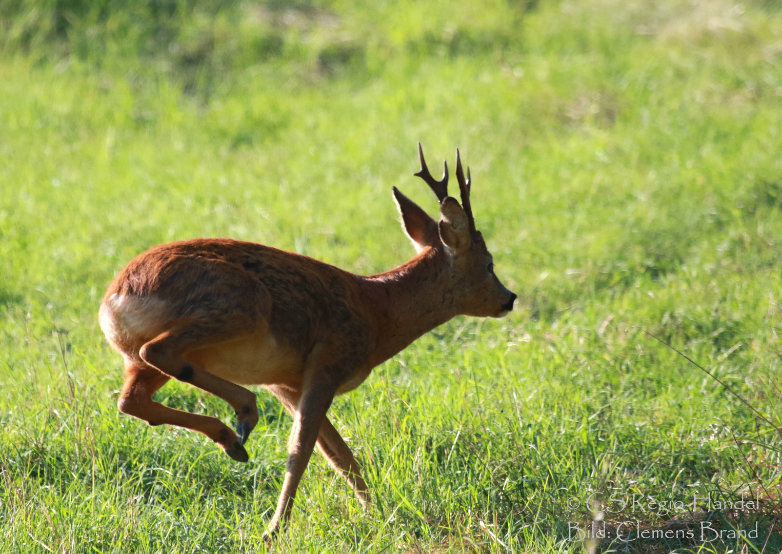 Bock im Galopp 