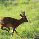 Bock im Galopp 