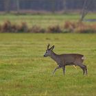 Bock im Gegenlicht