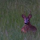 Bock im hohen Gras